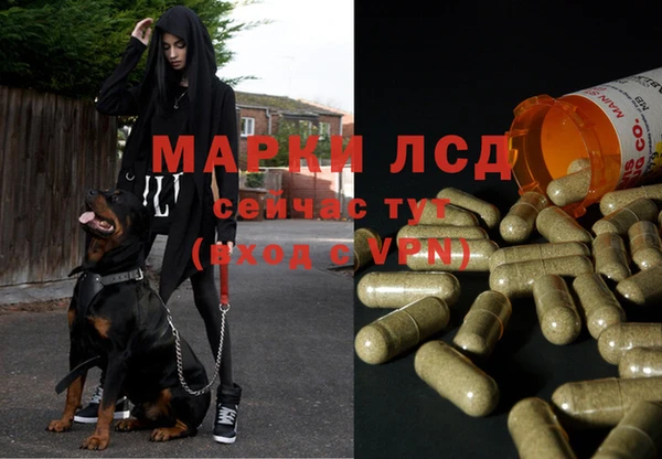 индика Богородицк